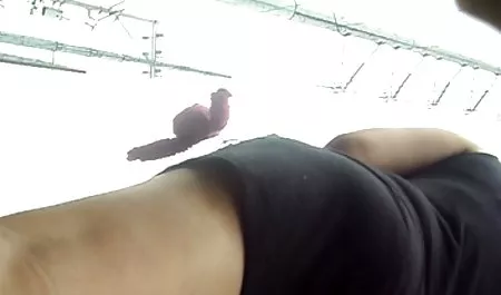 Bawdyの商Flashers3 調教 素人